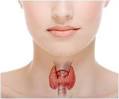 Thyroid